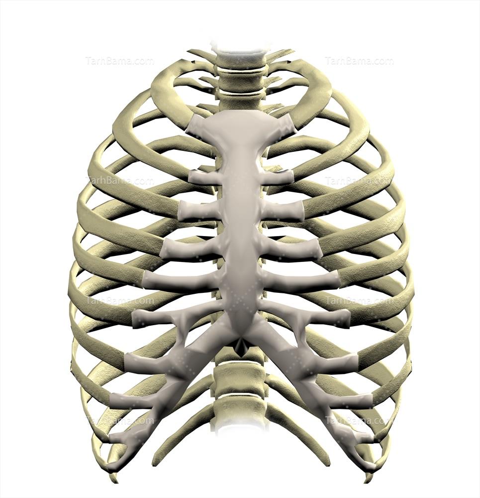 قفسه سینه در طراحی آناتومی بدن 